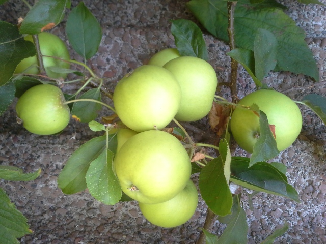 apples