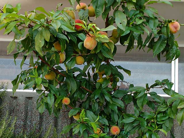 jack frost peaches
