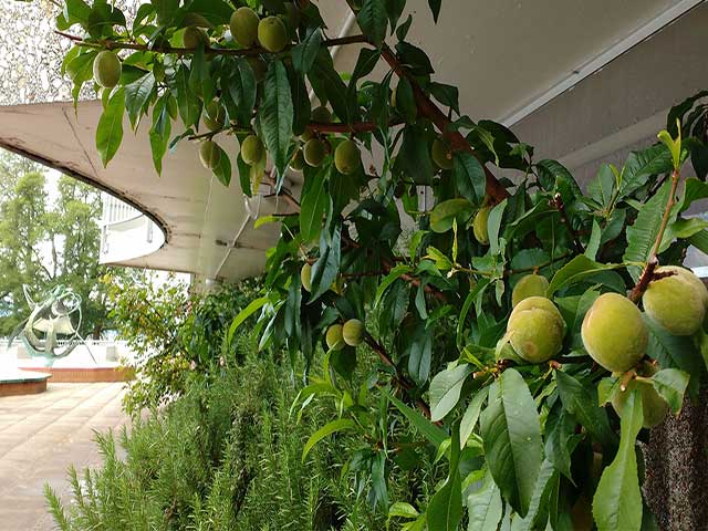 jack frost peaches