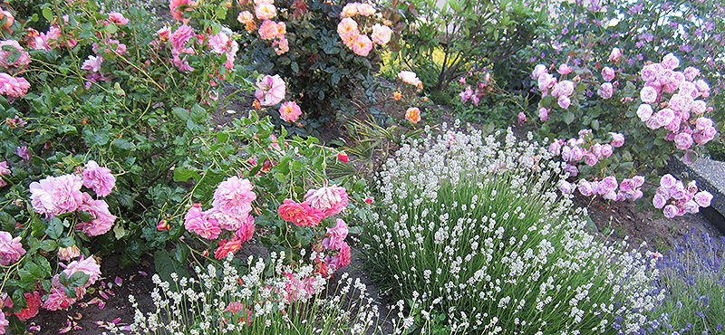 roses