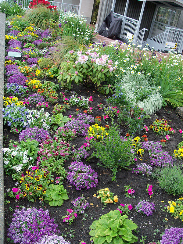 purple raised bed